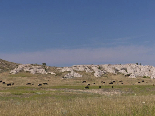 39 - Wyoming Cows